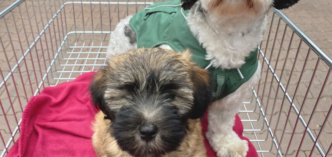 Hoera! Een pup in huis: de puppy-uitzetlijst