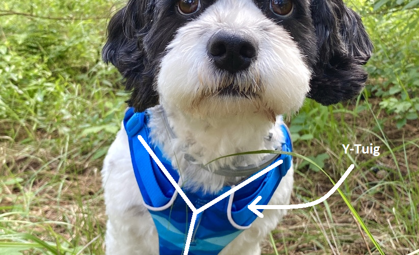 Wat is beter voor mijn hond, een halsband of een tuigje?