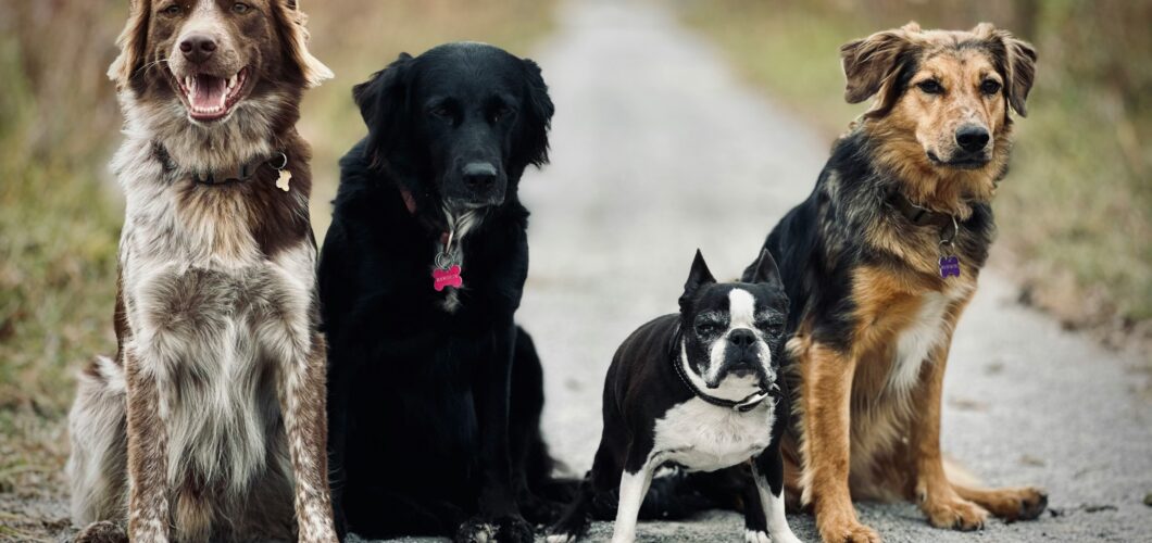 Ik wil een hond, en nu? Deel 1
